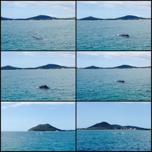 Whale Watching in Nelson Bay, Port Stepehens