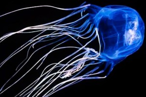 box-jellyfish-a